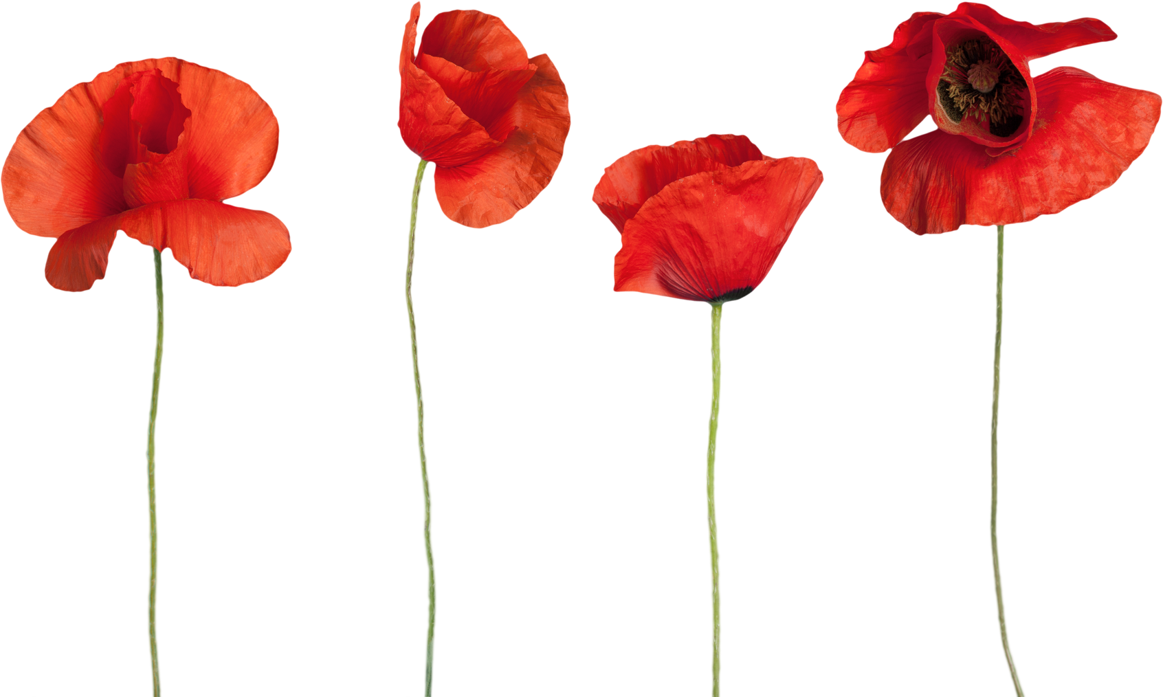 Red Poppy Flowers - Isolated